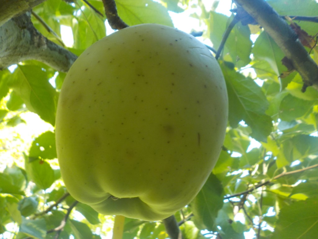 images/stories/virtuemart/product/Empress spur